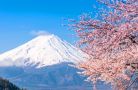 Tưng bừng mùa Lễ hội hoa anh đào Nhật Bản